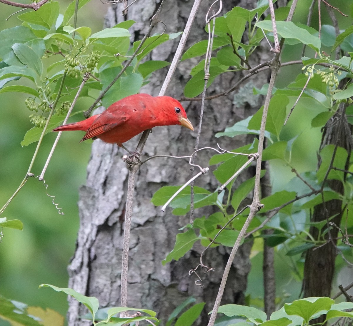 Summer Tanager - Timothy Spahr