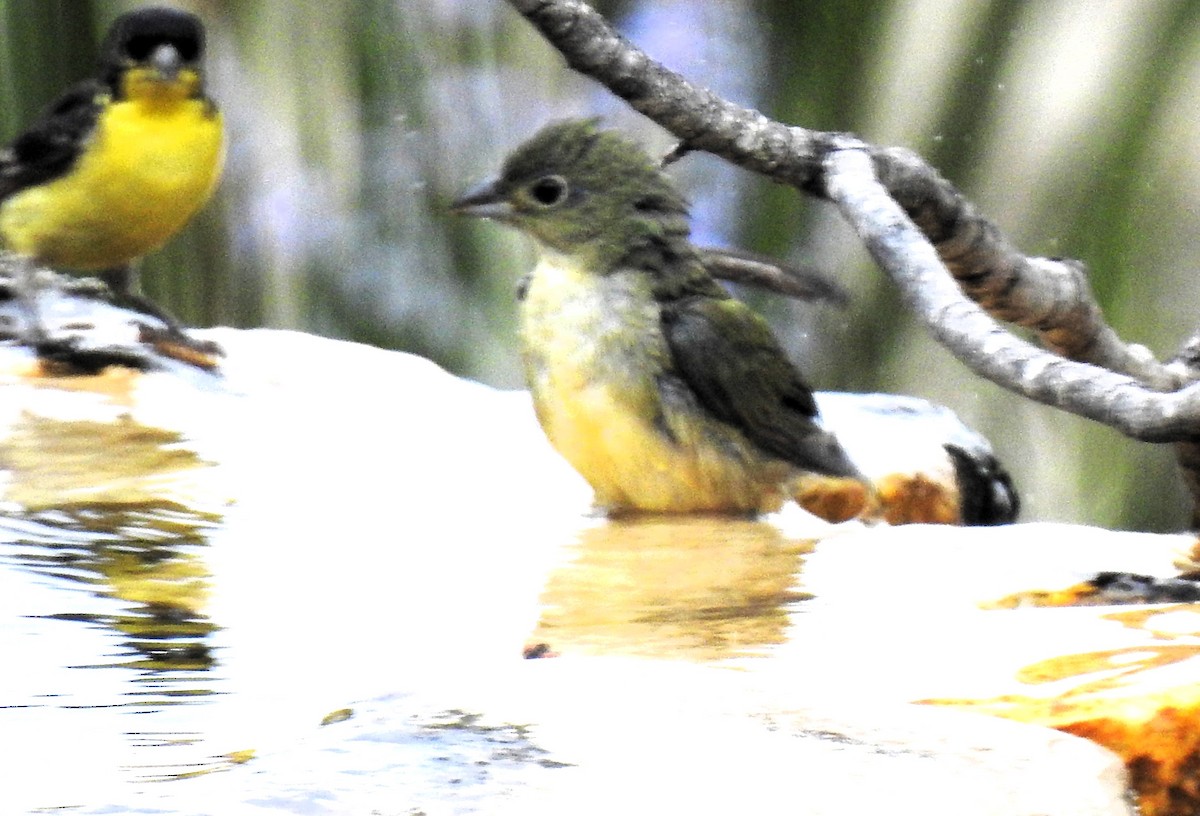 Painted Bunting - Richard Park