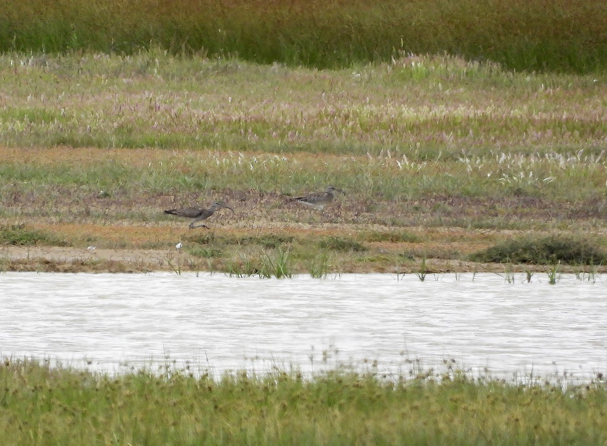 Whimbrel - Alfonso Rodrigo