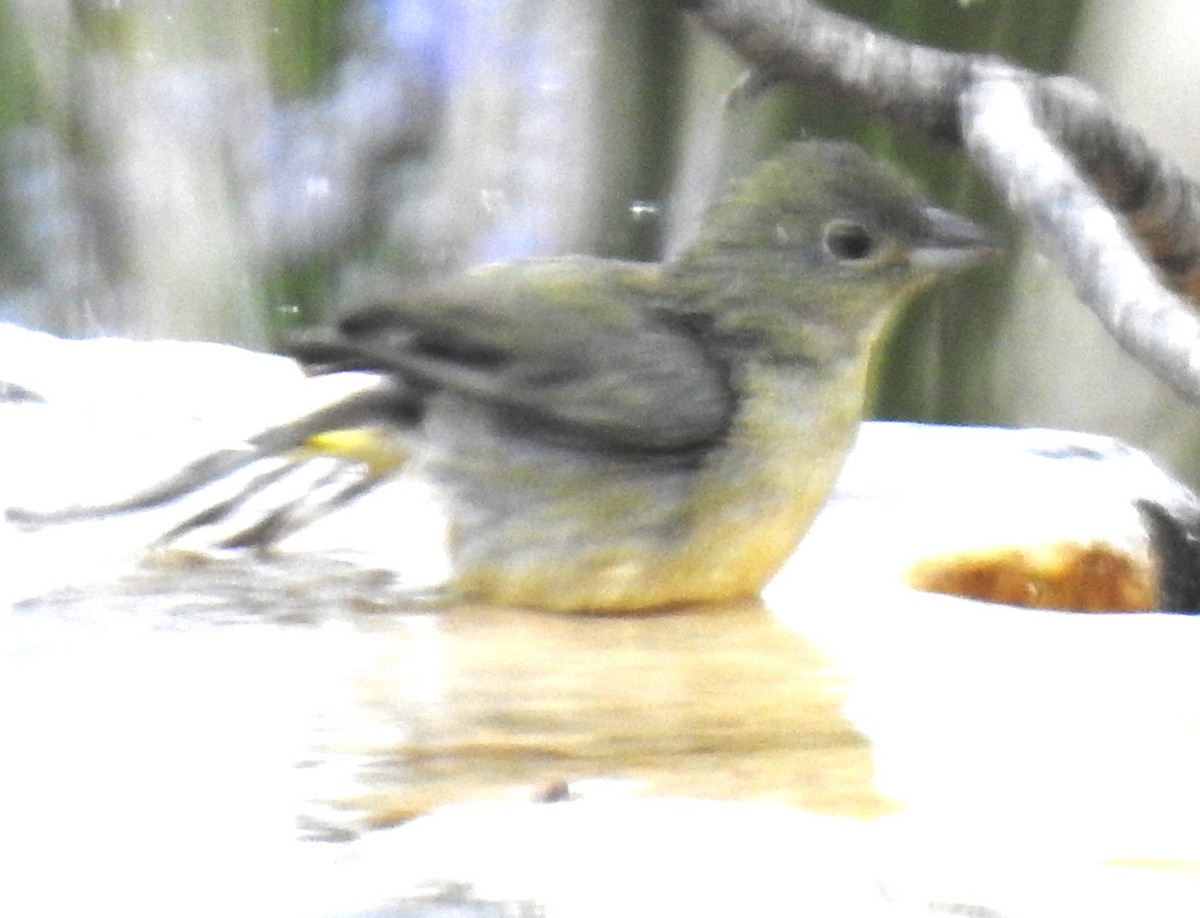 Painted Bunting - ML619400889