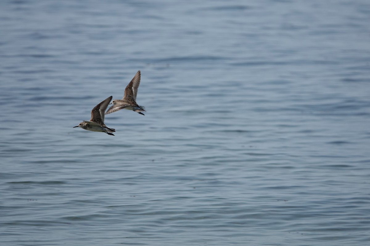 Semipalmated Sandpiper - Marie Dugan