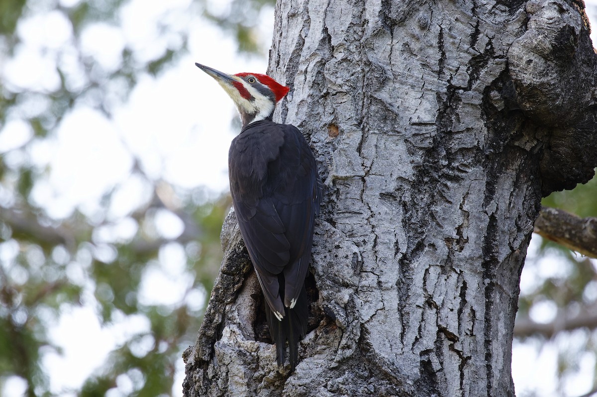 Pileated Woodpecker - Mike Van Norman