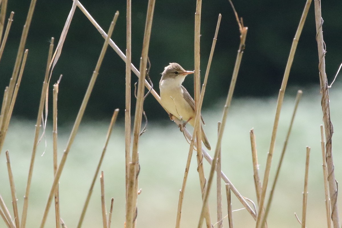 Marsh Warbler - Mark Alexander