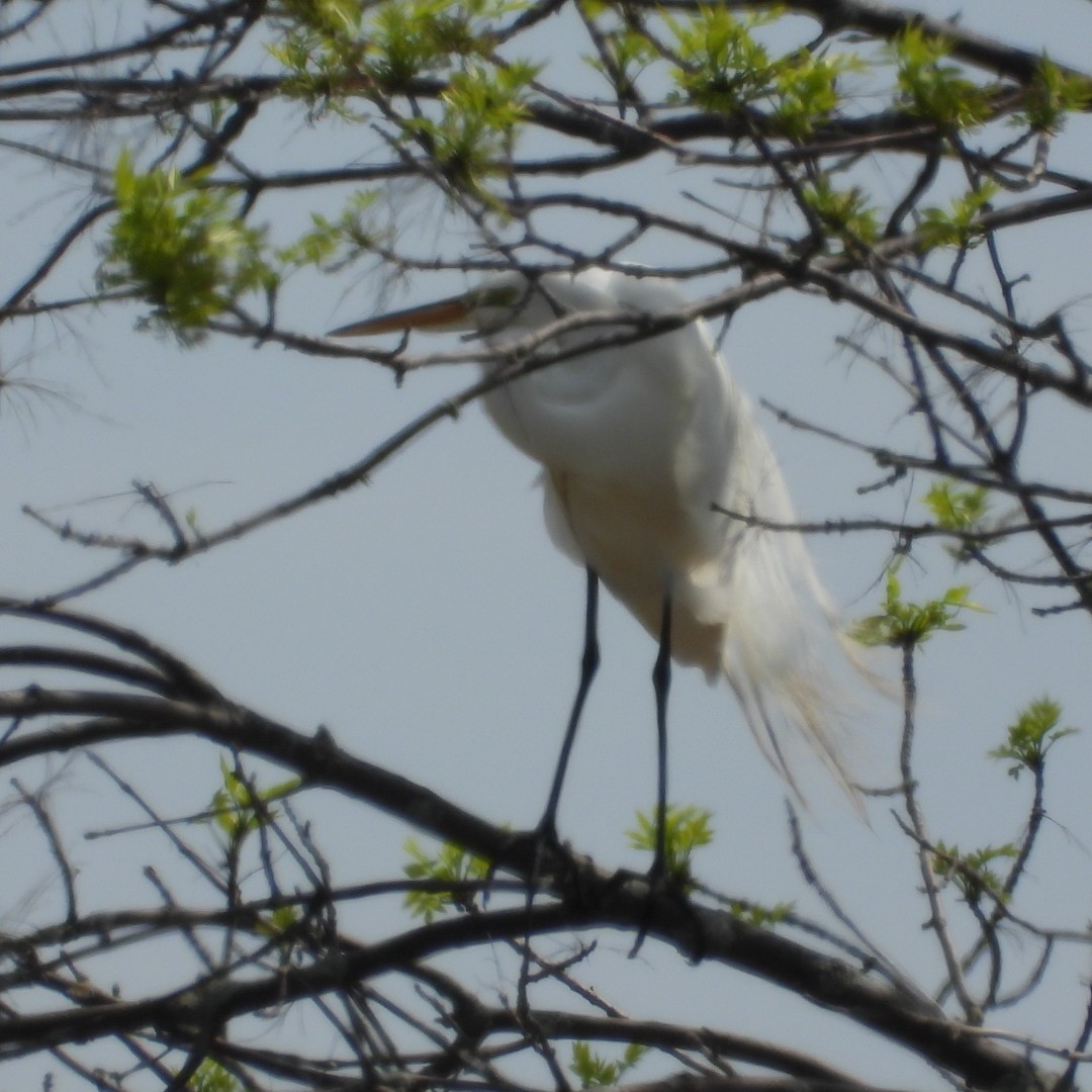 Great Egret - Manon Guglia