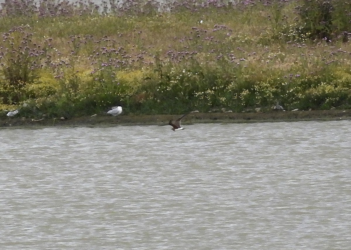 Collared Pratincole - Alfonso Rodrigo