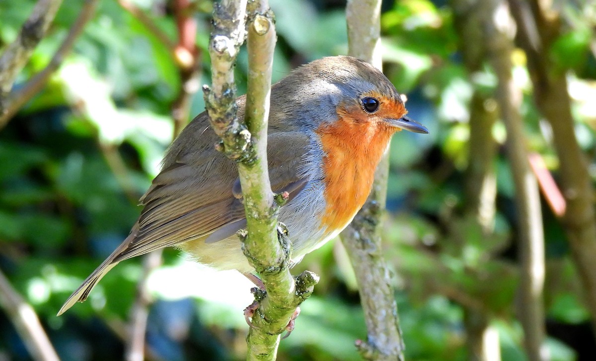 European Robin - Vince Patton