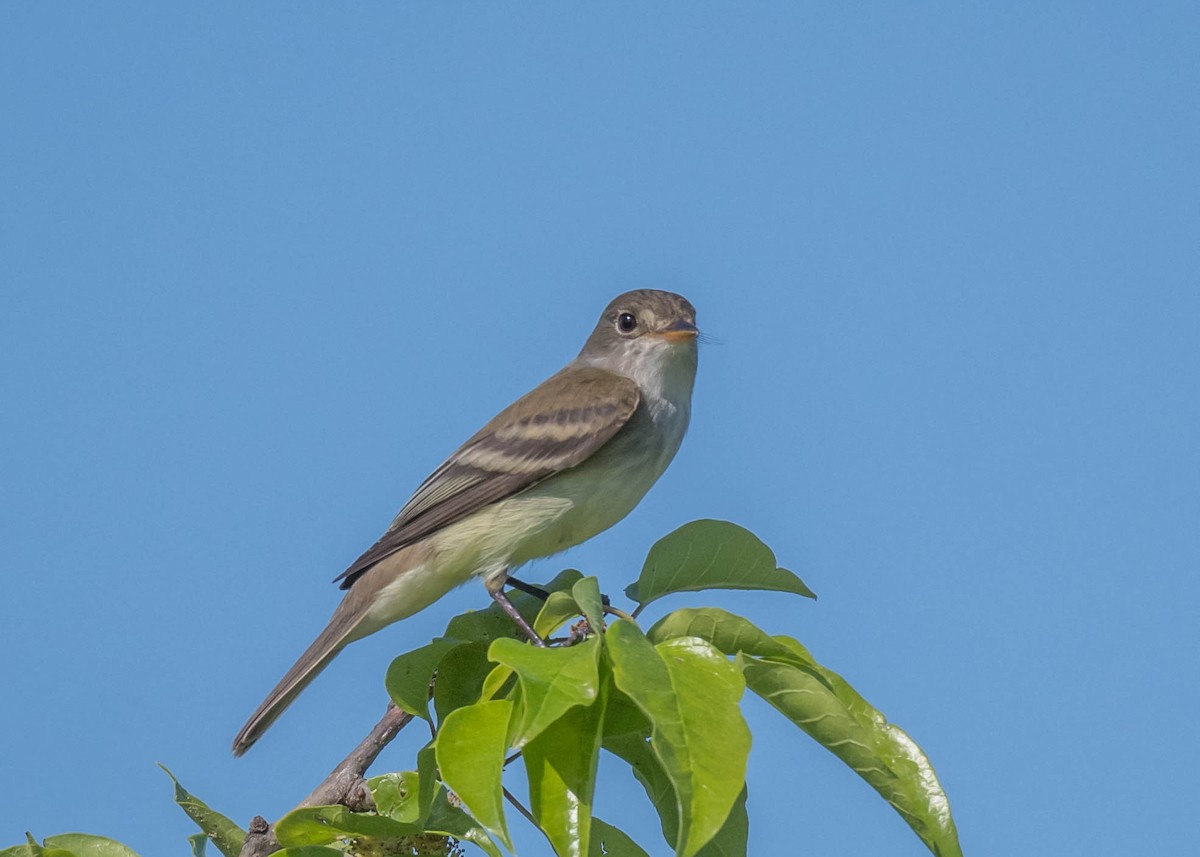 Willow Flycatcher - Harrison Ponn