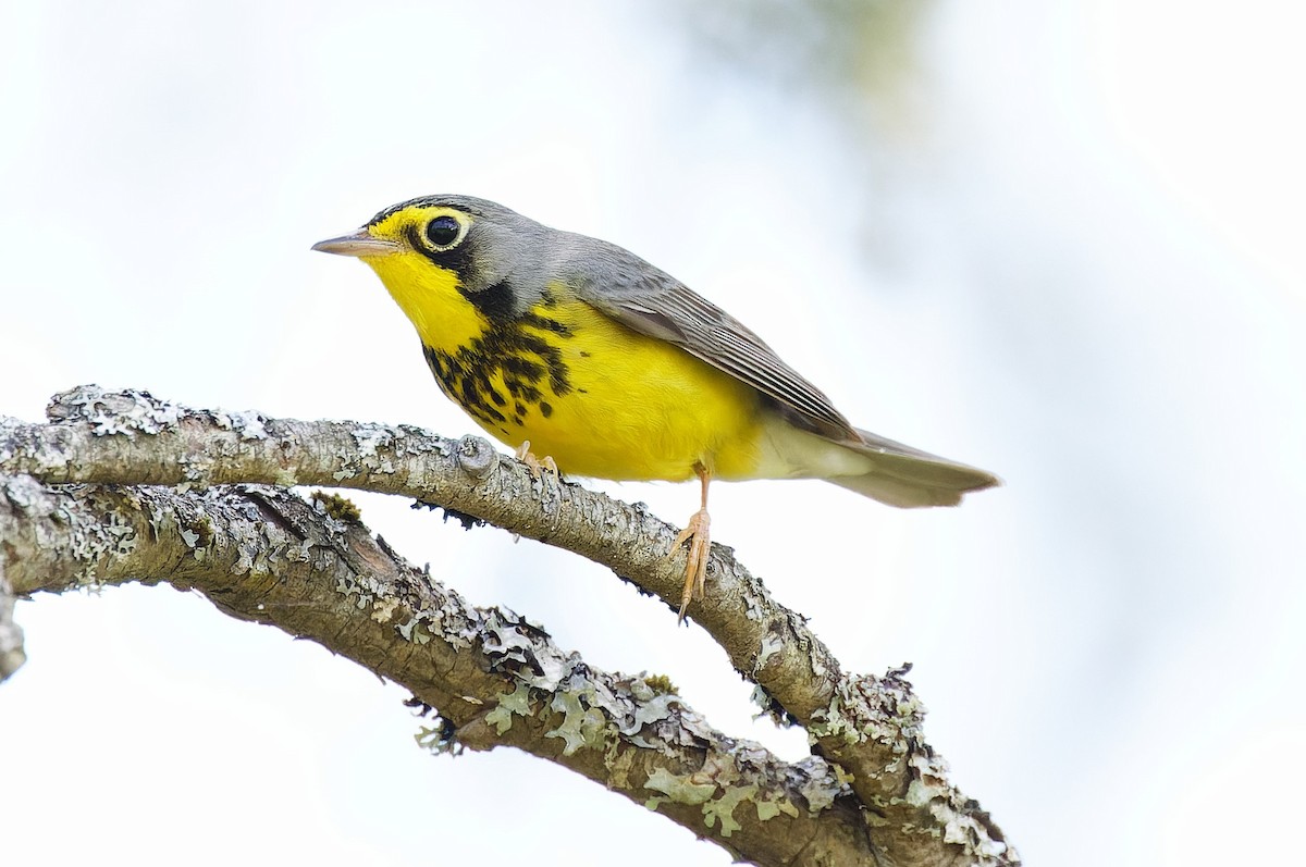 Canada Warbler - Mike Van Norman