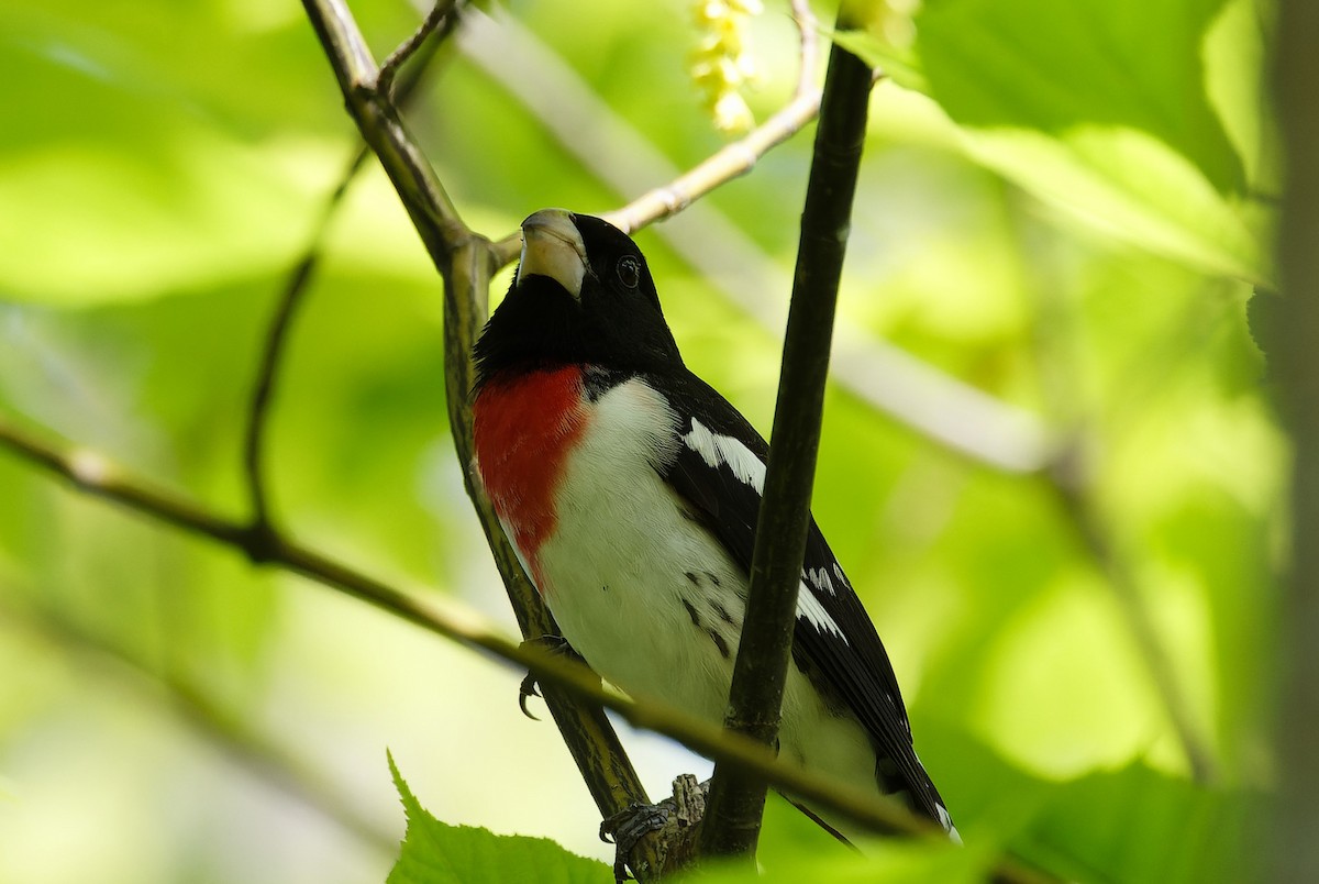 Rose-breasted Grosbeak - Mike Van Norman