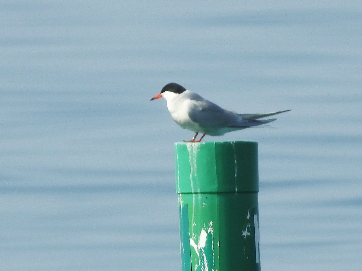 Common Tern - Mike Ferguson