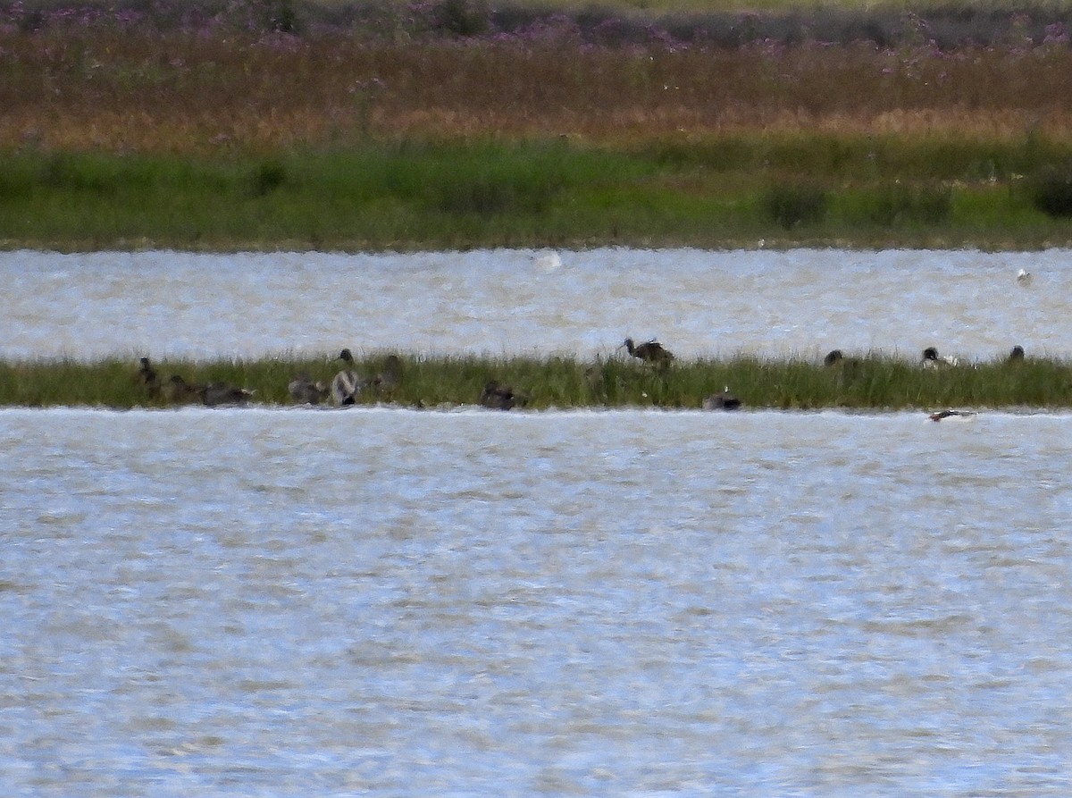 Glossy Ibis - Alfonso Rodrigo