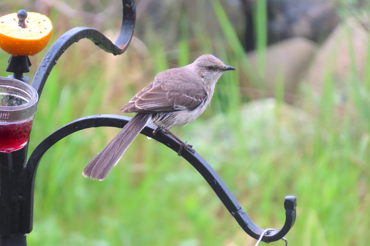 Northern Mockingbird - Michael Butler