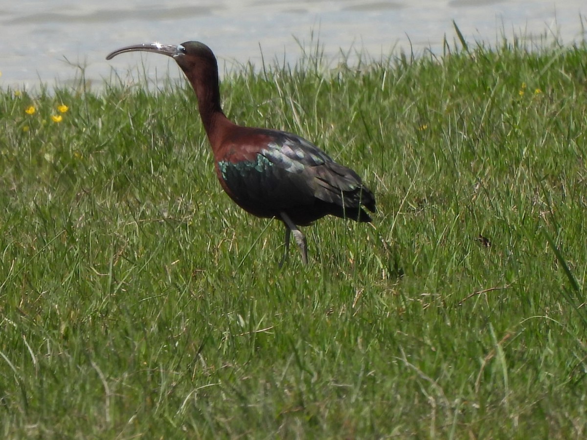 Glossy Ibis - karen  leonhardt