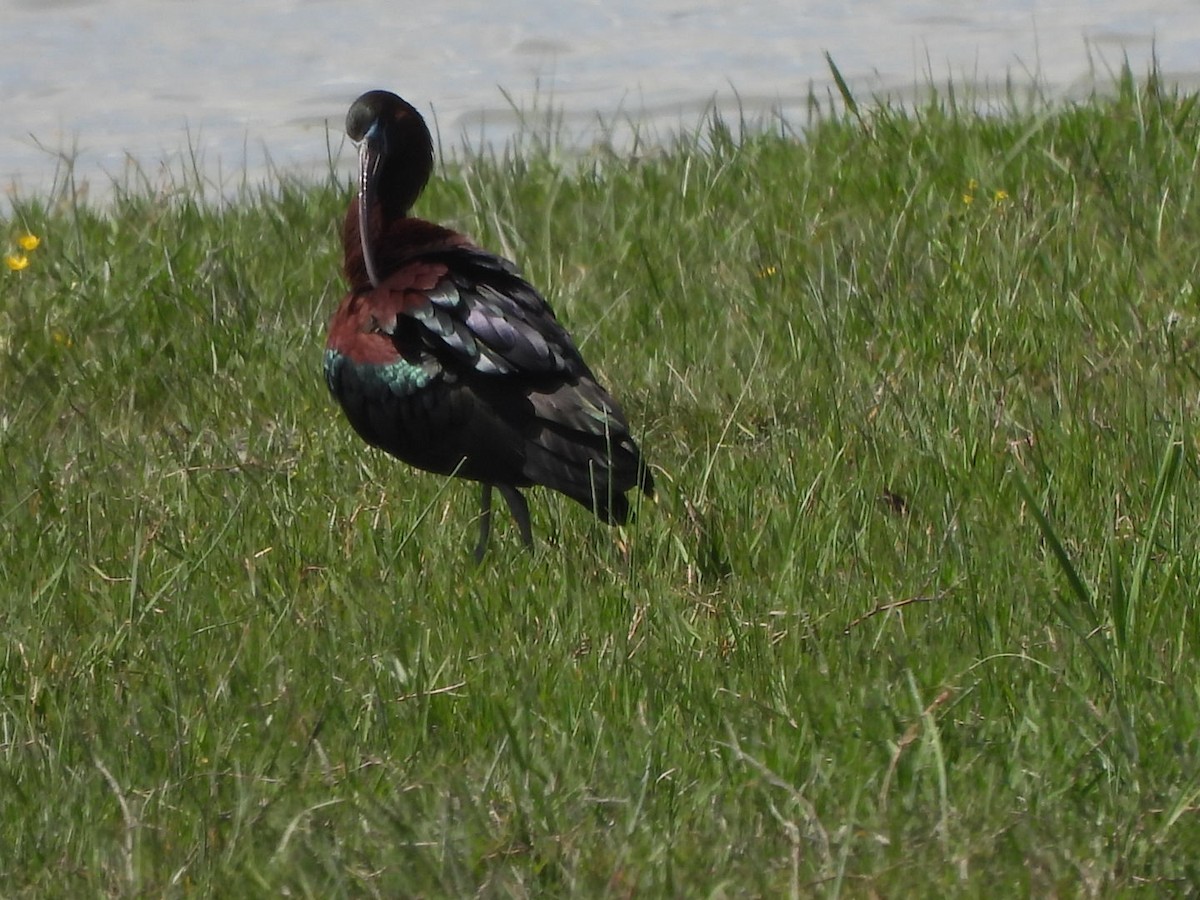 Glossy Ibis - karen  leonhardt