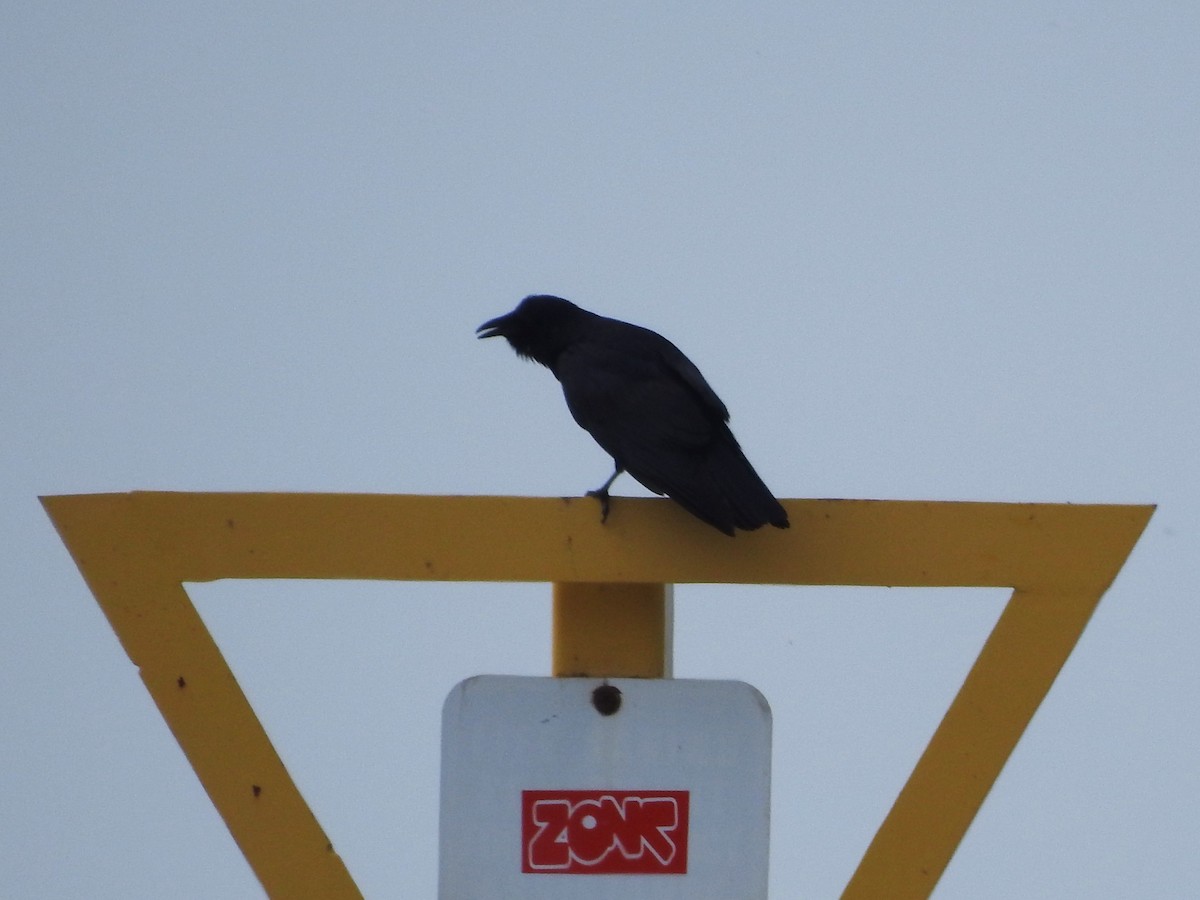 Fish Crow - ML619400939