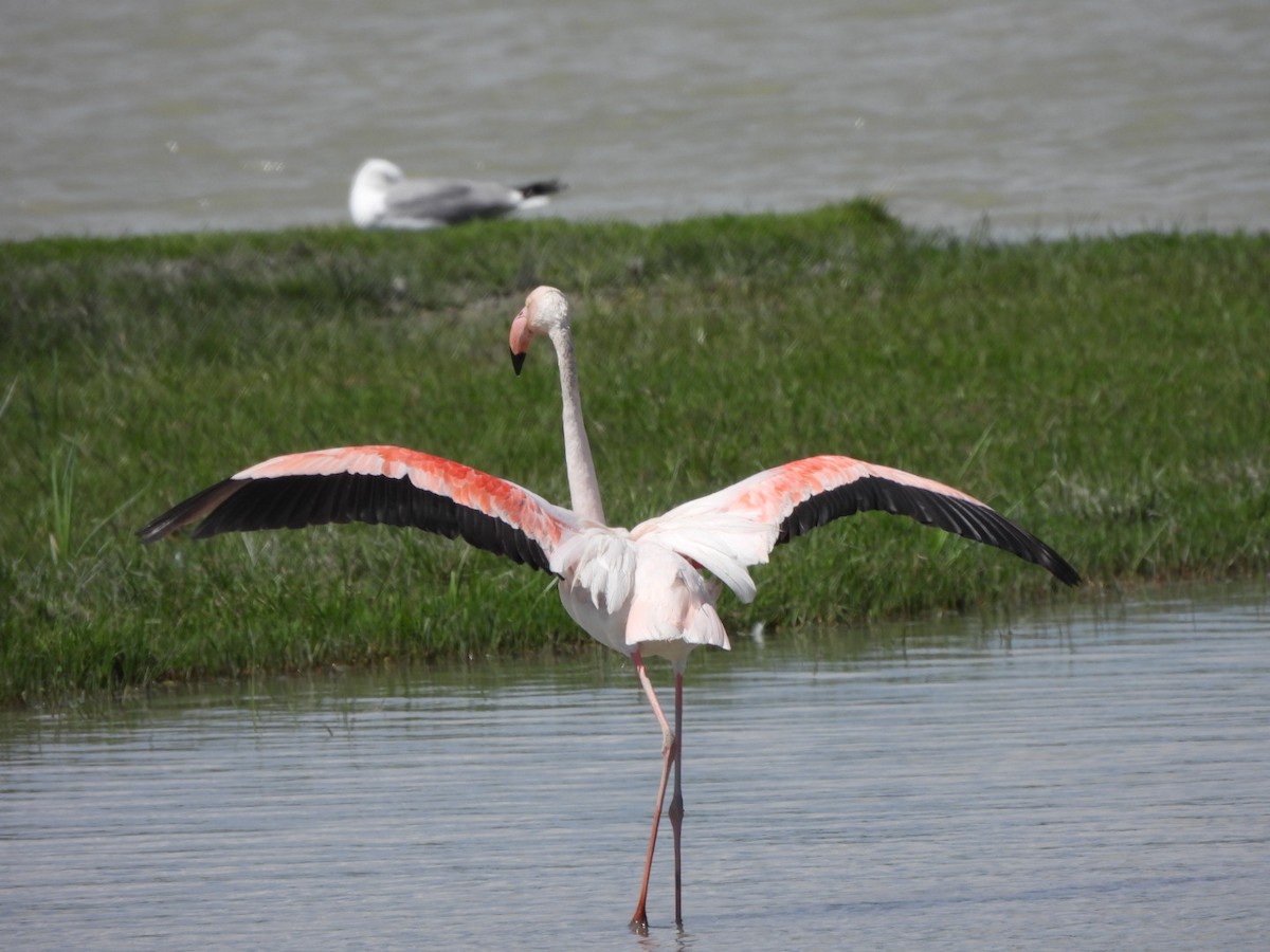 Greater Flamingo - karen  leonhardt