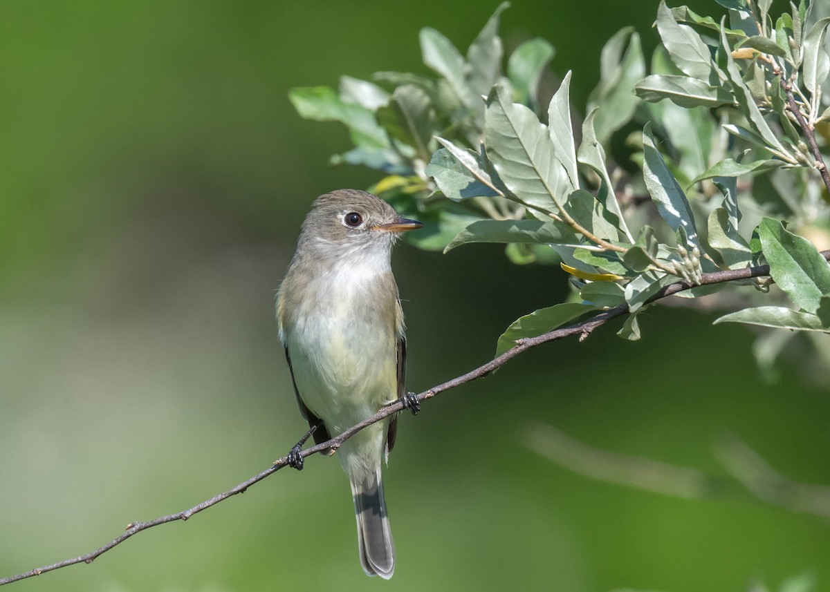 Least Flycatcher - Harrison Ponn