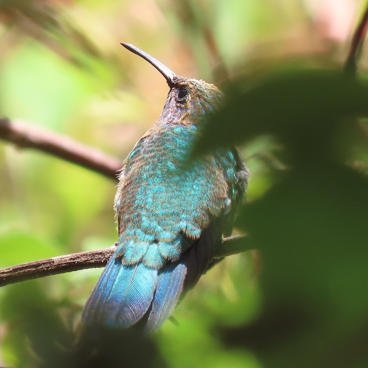 Mexican Violetear - Sergio Díaz Infante