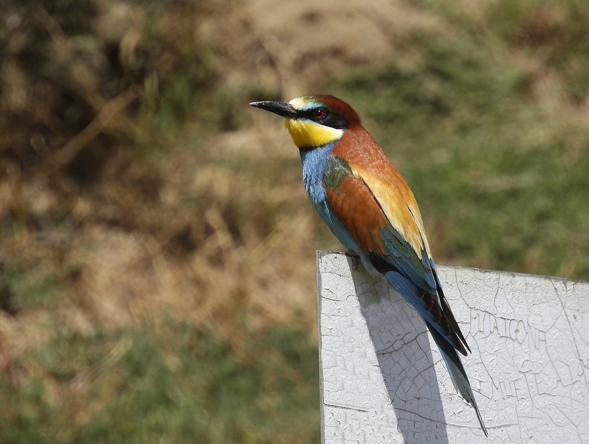 European Bee-eater - Alfonso Rodrigo