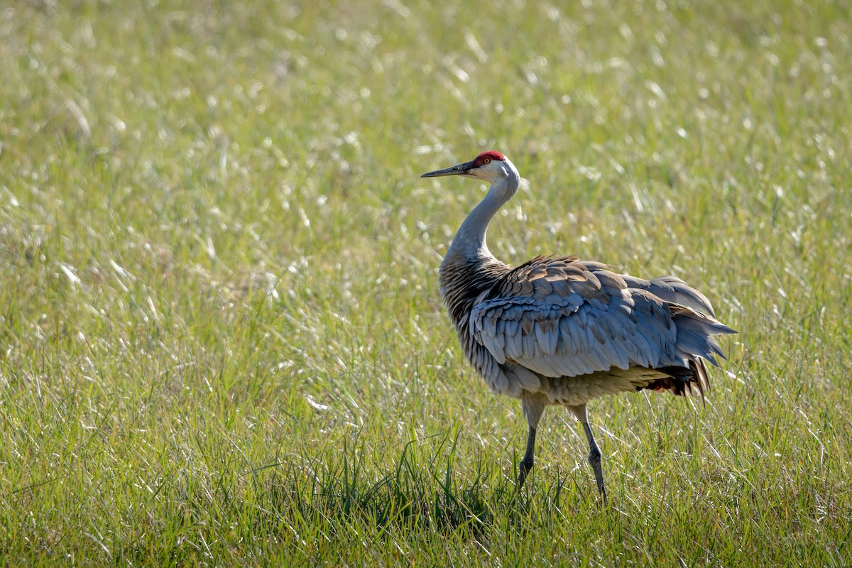 Sandhill Crane - Murthy Putrevu