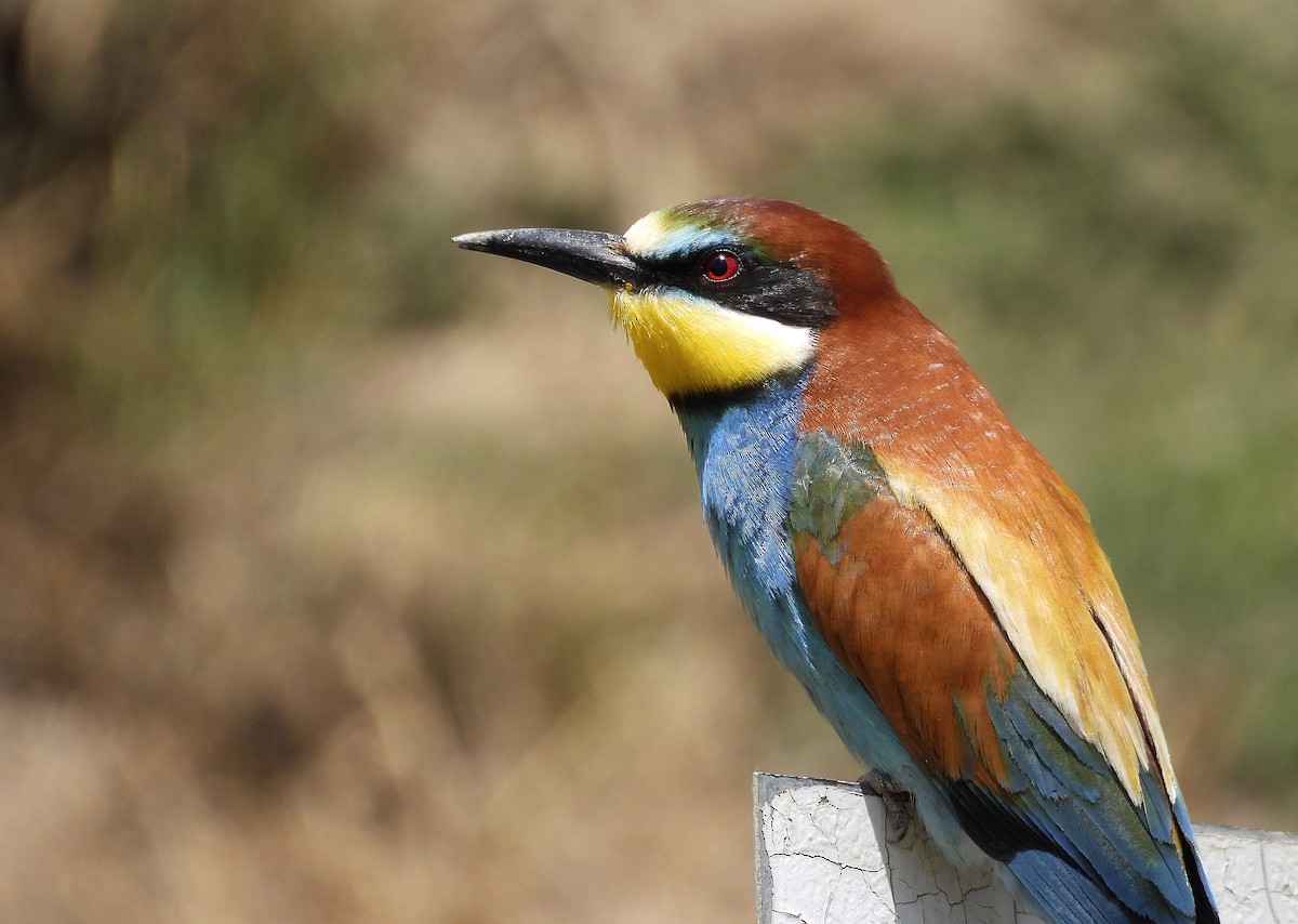 European Bee-eater - Alfonso Rodrigo