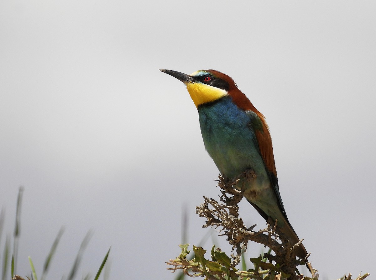 European Bee-eater - Alfonso Rodrigo