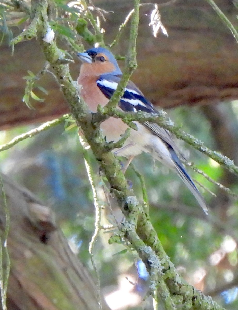 Common Chaffinch - Vince Patton