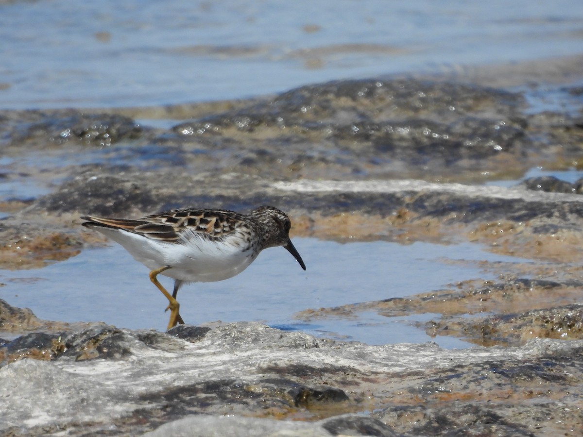 Least Sandpiper - ML619400969