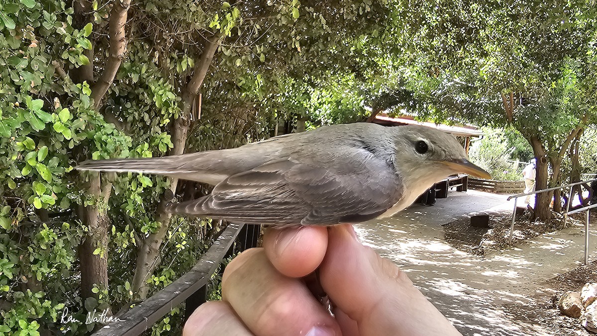 Upcher's Warbler - Ran Nathan