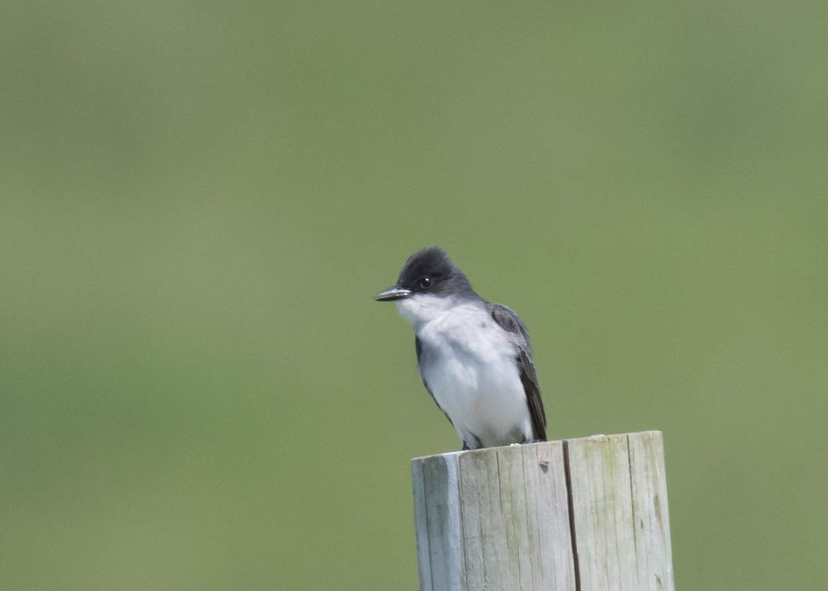 Eastern Kingbird - Harrison Ponn