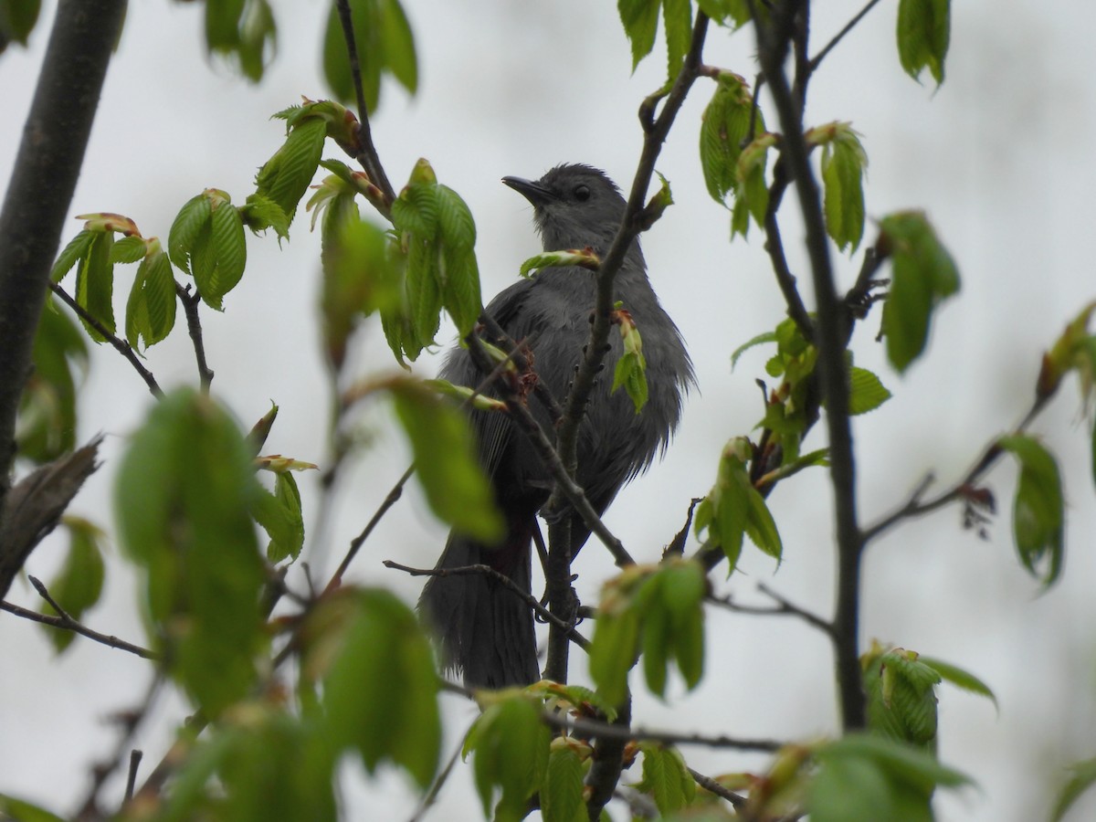 Gray Catbird - Denise Moreault