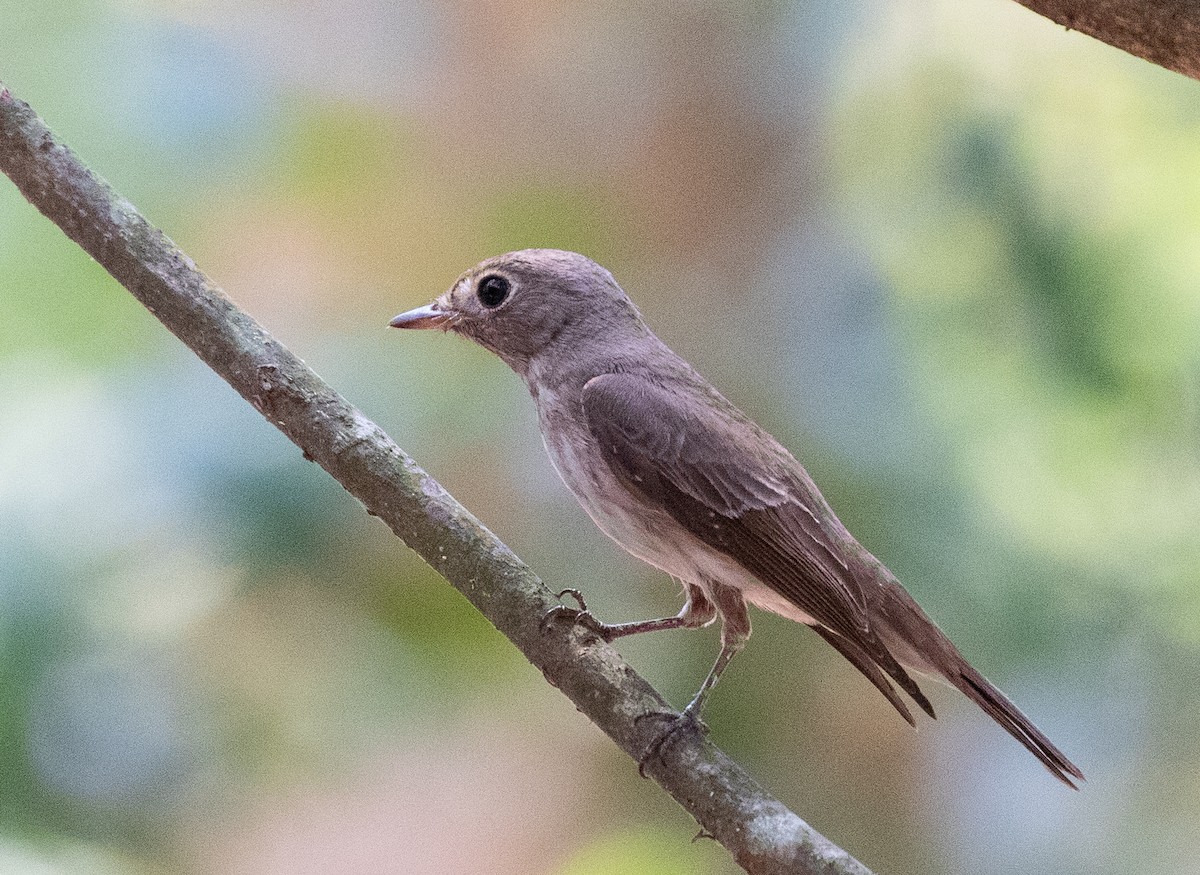 Asian Brown Flycatcher (Northern) - Daniel Gornall