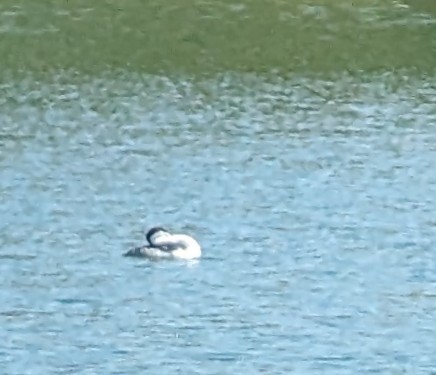 Clark's Grebe - Jan Wijmenga