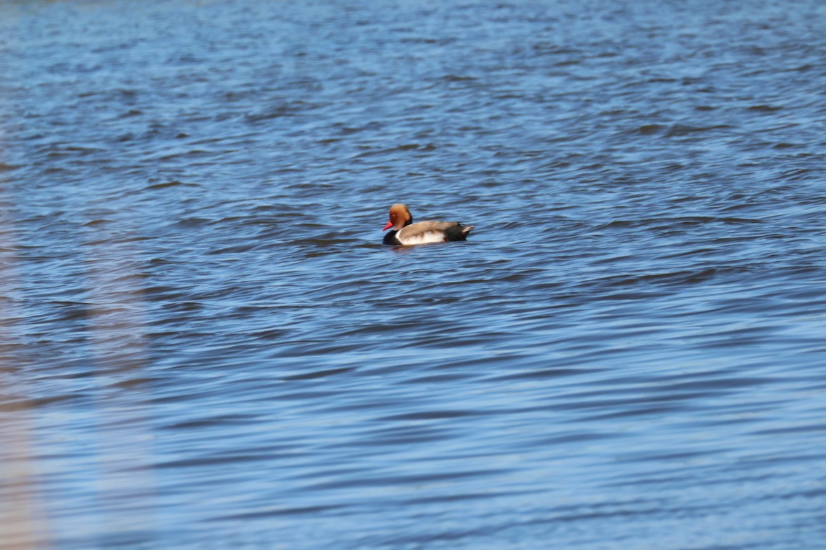 Red-crested Pochard - ML619400995