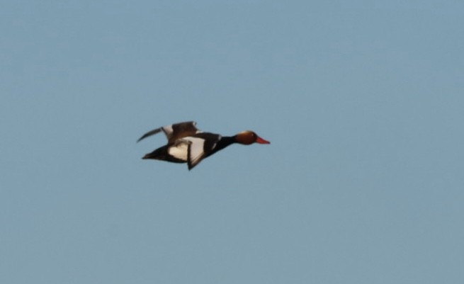 Red-crested Pochard - ML619400996