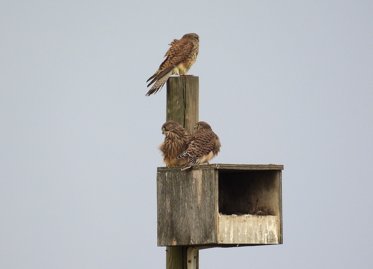 Eurasian Kestrel - Alfonso Rodrigo