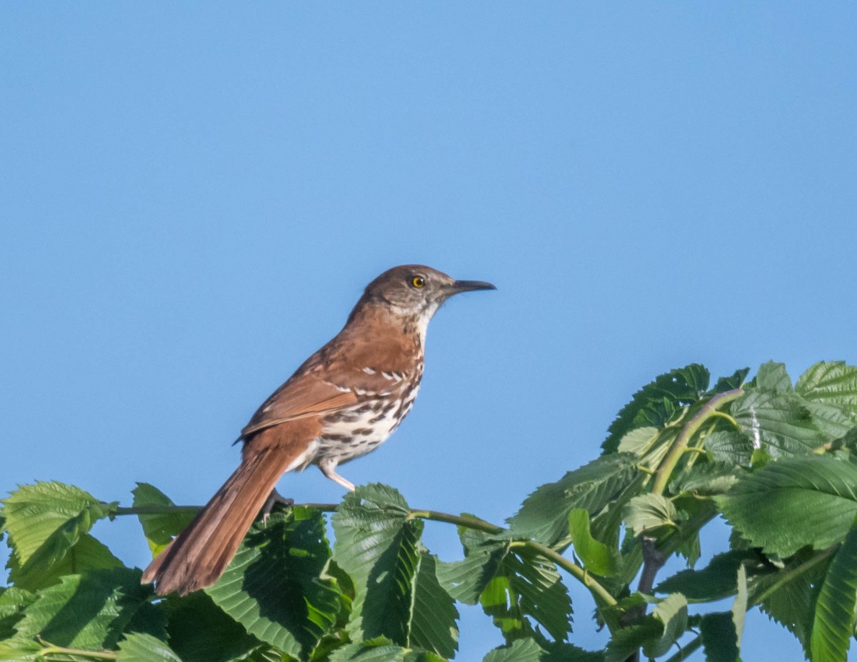 Brown Thrasher - ML619401002