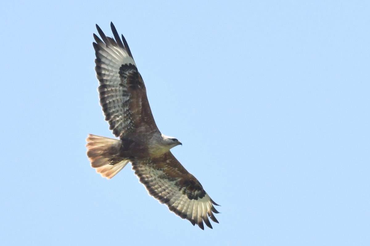 Long-legged Buzzard - Hans Norelius