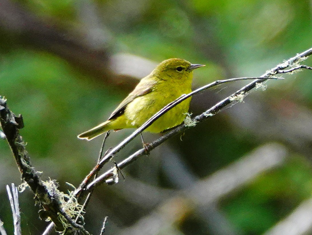 Orange-crowned Warbler - William Proebsting