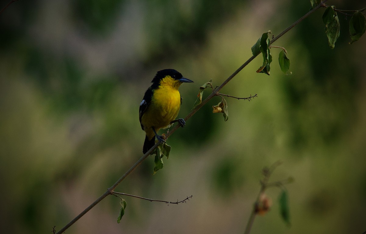 Common Iora - ML619401011