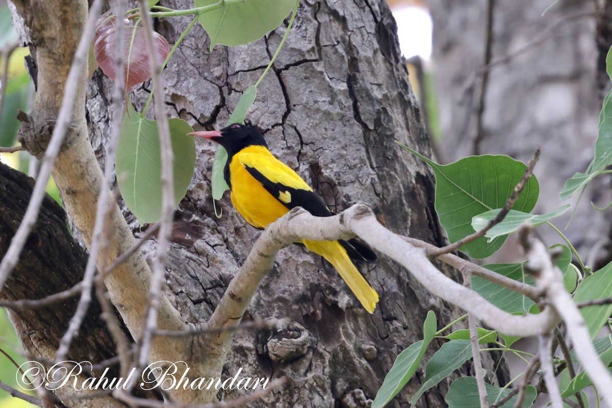 Black-hooded Oriole - Rahul Bhandari