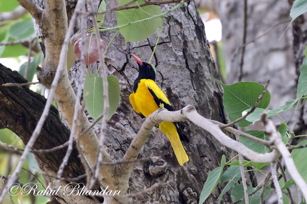 Black-hooded Oriole - Rahul Bhandari