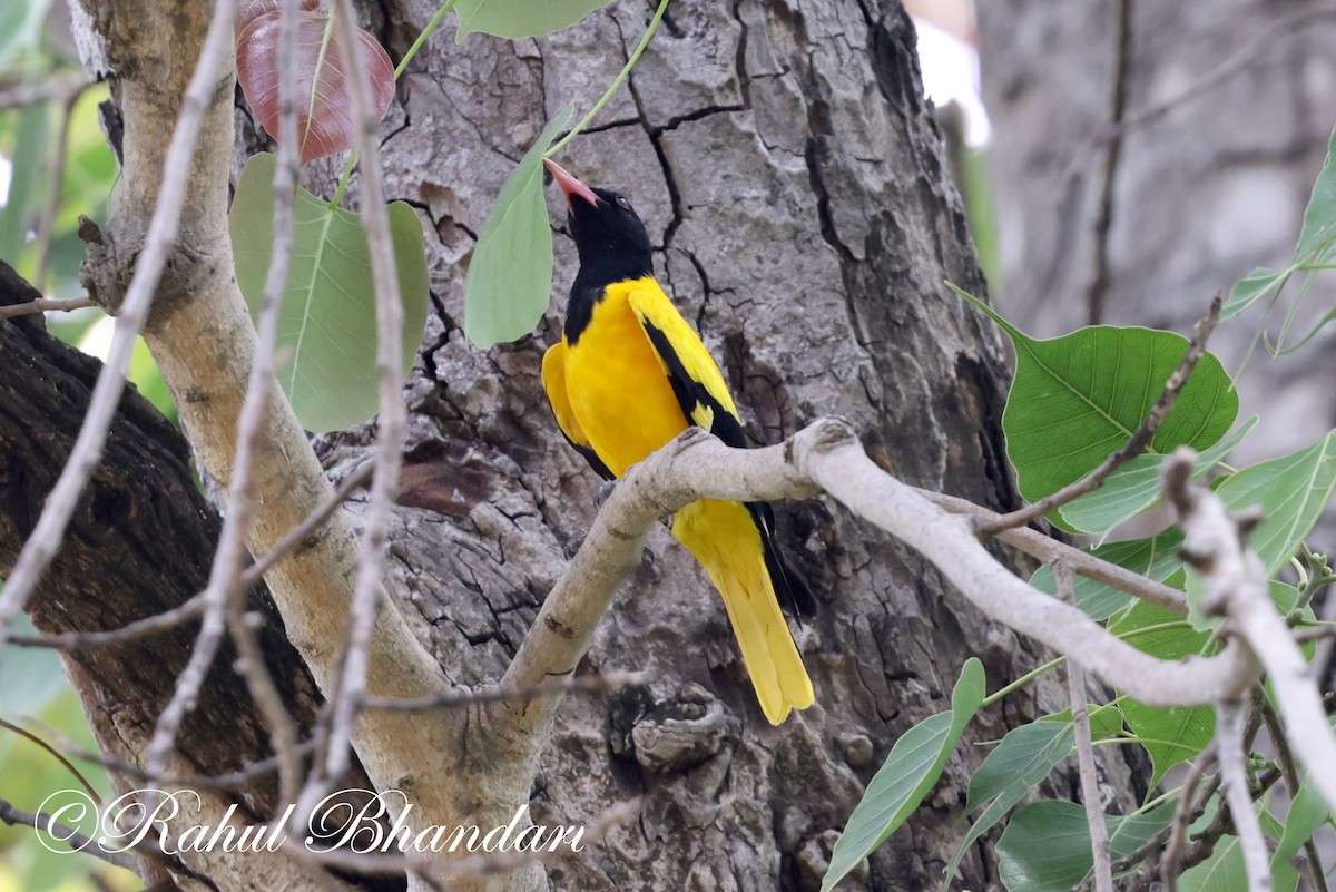 Black-hooded Oriole - Rahul Bhandari