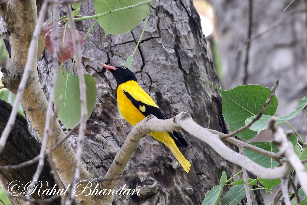 Black-hooded Oriole - Rahul Bhandari