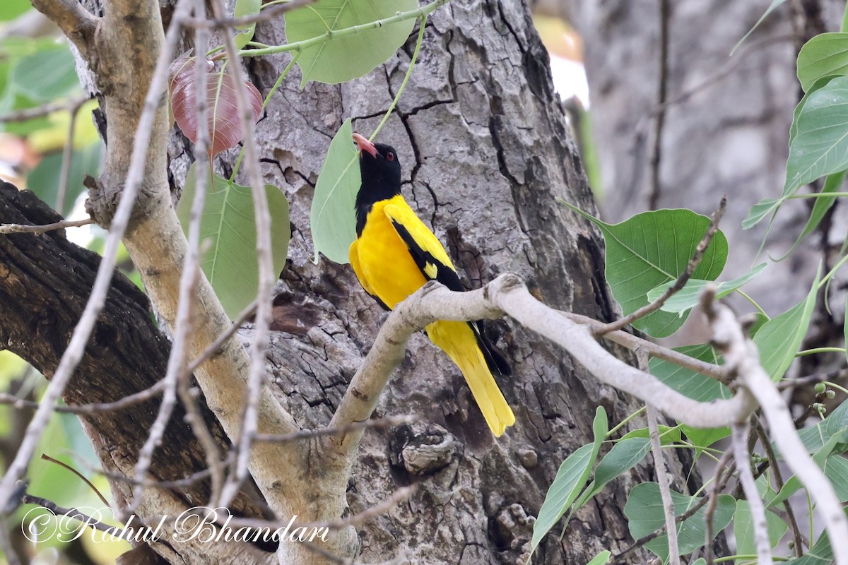 Black-hooded Oriole - Rahul Bhandari