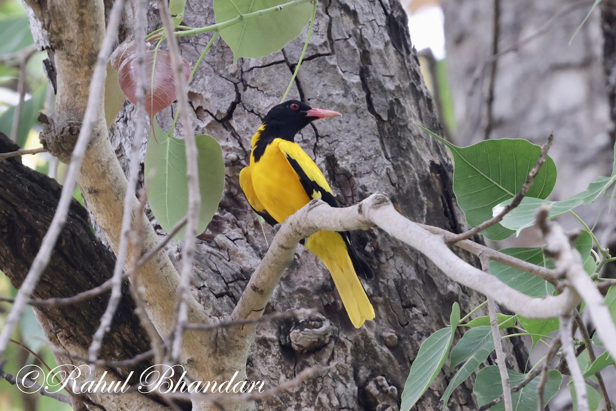 Black-hooded Oriole - Rahul Bhandari