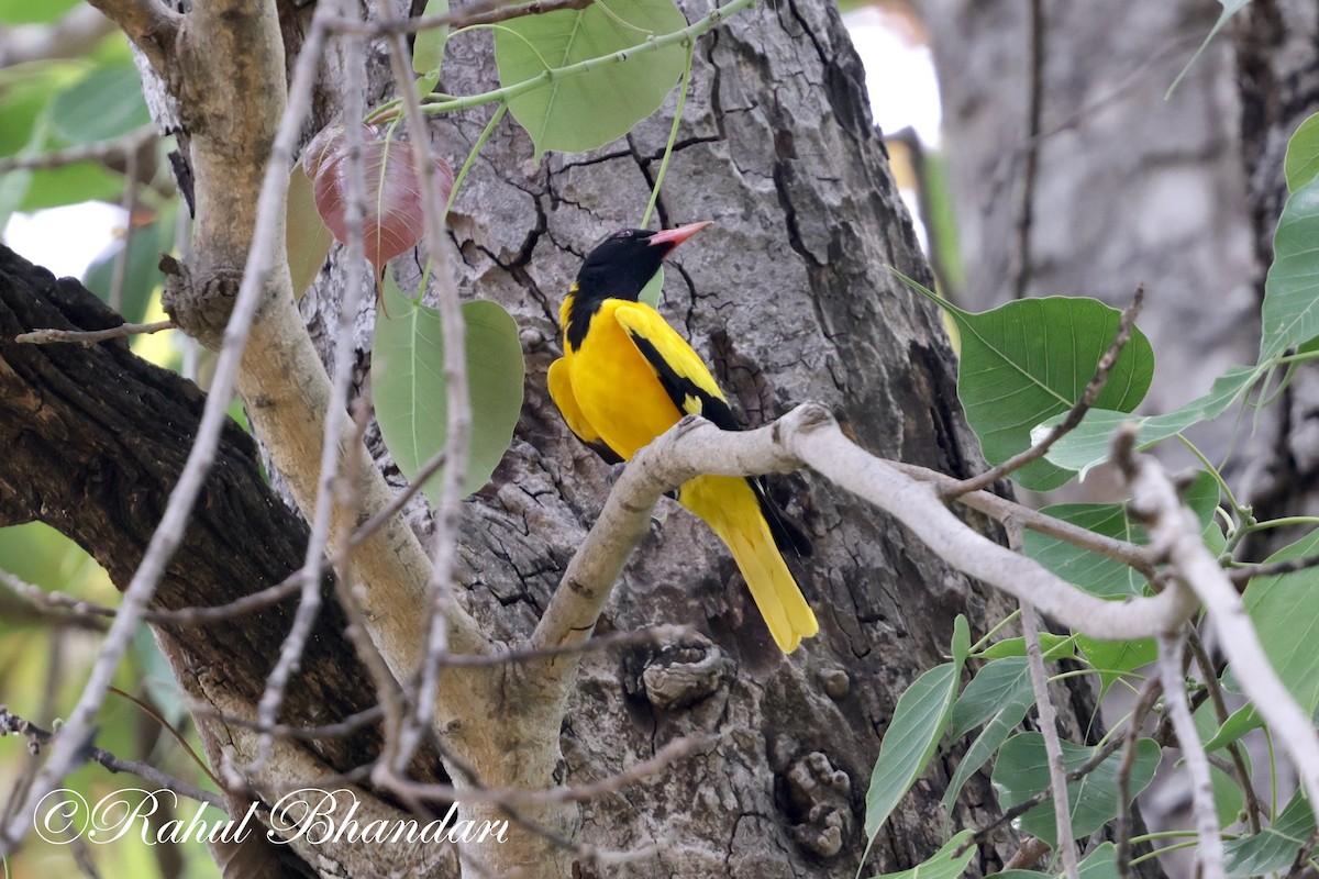 Black-hooded Oriole - Rahul Bhandari