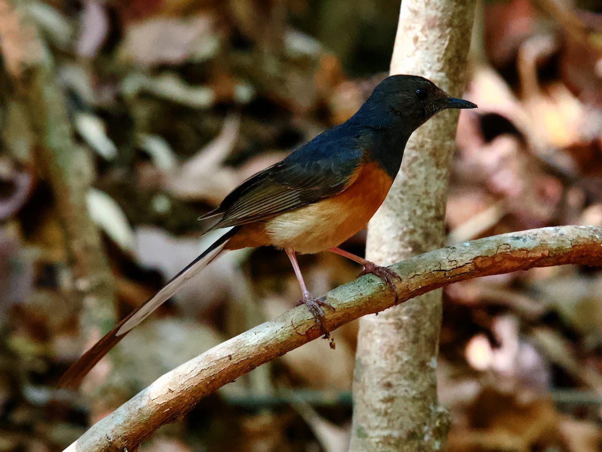 White-rumped Shama - ML619401032