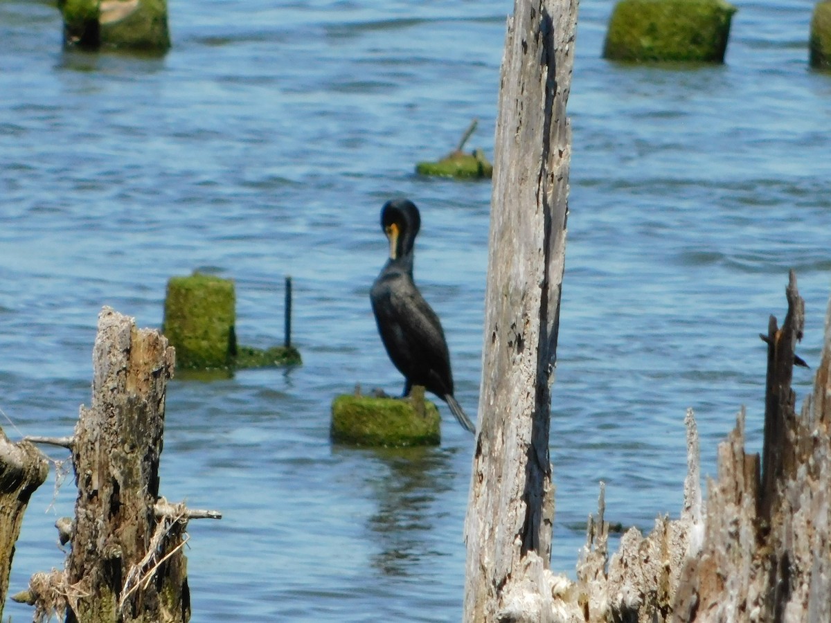 Double-crested Cormorant - Nathaniel Cooley