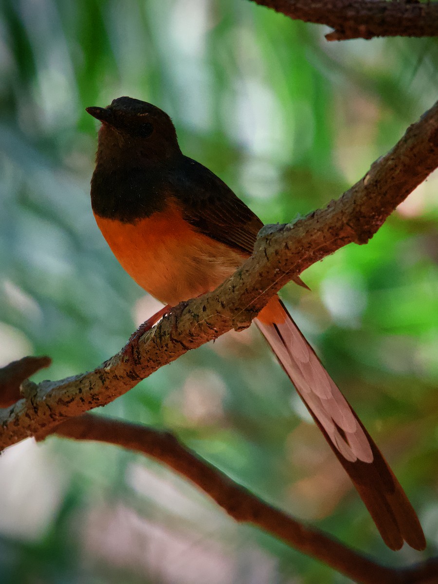 White-rumped Shama - ML619401034